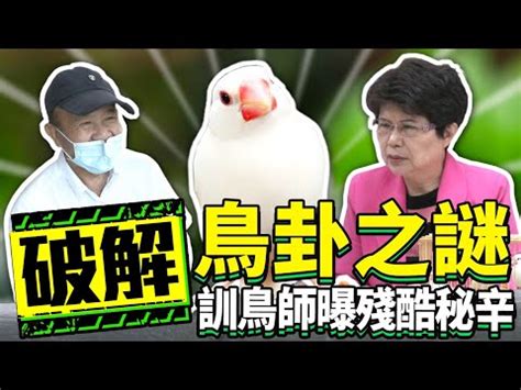 龜鳥卦破解|2017.09.23神秘52區／深夜中尋求解答 「龜鳥」。